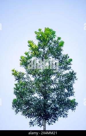 Agathis robusta (Dundathu pine, kauri pine, Queensland kauri, Australian kauri). This tree produces a high quality timber Stock Photo