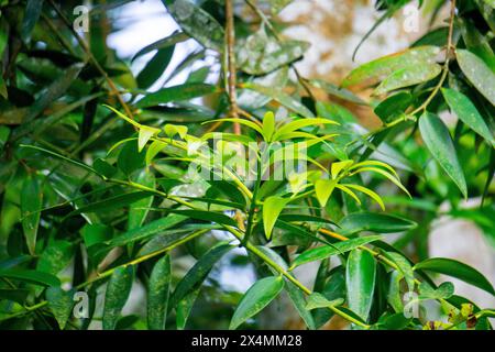 Agathis robusta (Dundathu pine, kauri pine, Queensland kauri, Australian kauri). This tree produces a high quality timber Stock Photo