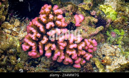 Brain coral is a common name given to various corals in the families Mussidae and Merulinidae Stock Photo