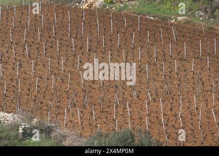 Mediterranean vineyard in Kolan on Pag island, Croatia Stock Photo