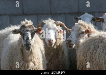 Sheep in a meadow in the village of Kolan on the island of Pag in Croatia Stock Photo