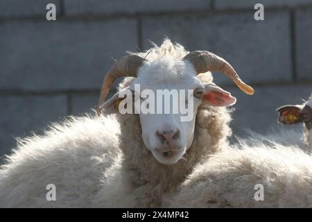 Sheep in a meadow in the village of Kolan on the island of Pag in Croatia Stock Photo