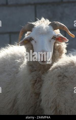 Sheep in a meadow in the village of Kolan on the island of Pag in Croatia Stock Photo