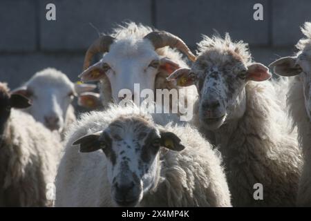 Sheep in a meadow in the village of Kolan on the island of Pag in Croatia Stock Photo