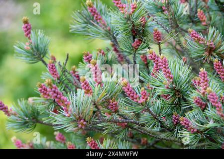 Pink young male cones and blue-green needles of Japanese White Pine pinus parviflora "Negishi" Stock Photo