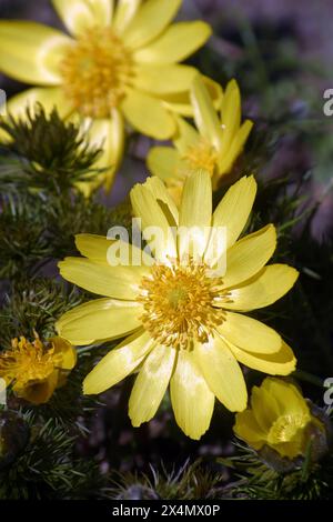 Spring Pheasant's Eye, Adonis vernalis, big yellow flowers close up medicinal poisonous plant  in Zagreb, Croatia Stock Photo