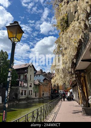 Annecy, Haute-Savoie, France: details of a giant white wisteria climbing on a building in the old town Stock Photo