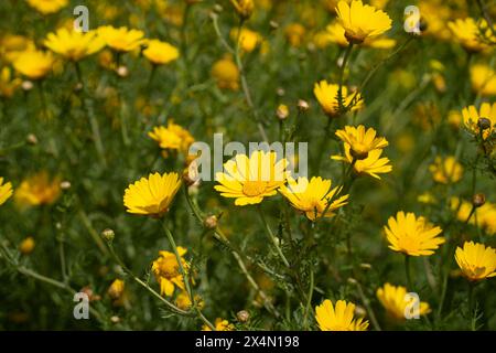 A vast field of wild crown daisies on a sunny winter day in Israel. Stock Photo