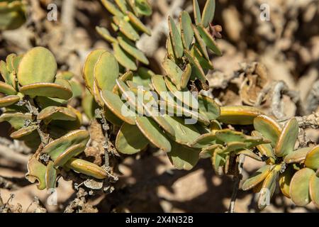 The dollar bush, growing out in the Namib Desert. Stock Photo