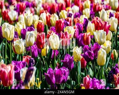 Pastel Mix Tulips on a bright spring morning. Stock Photo