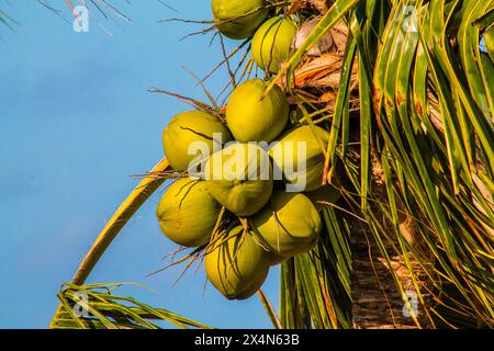 Coconut tree with coconuts on blue sky background. Stock Photo