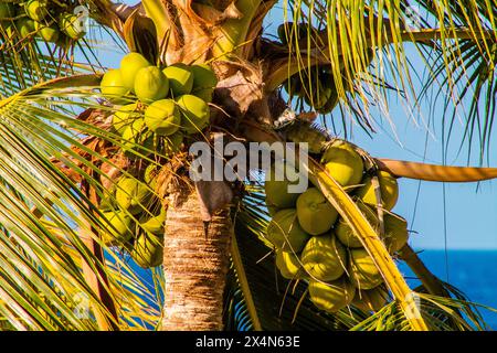 Coconut tree with coconuts on blue sky background. Stock Photo