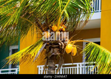 Palm tree with coconuts on the background of yellow wall Stock Photo