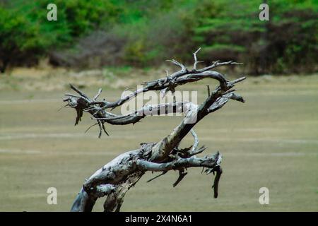 Dead tree on the beach at Willemstad, Curacao Stock Photo - Alamy