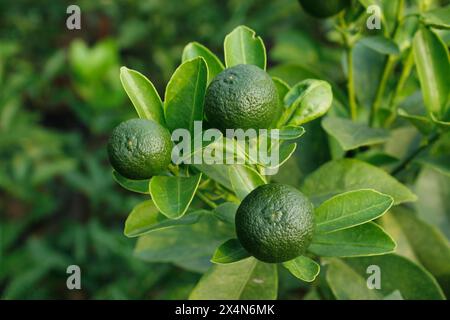 lime tree. fresh lime fruit on the tree. tropical plants. lime plantation. Stock Photo