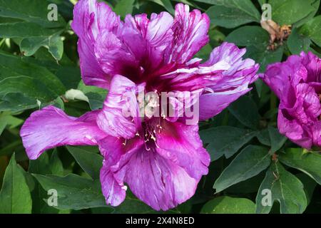 Violet Intersectional Itoh Peony Paeonia Hybrid, Paeonia 'Morning Lilac' Purple Head Flower Bloom Stock Photo