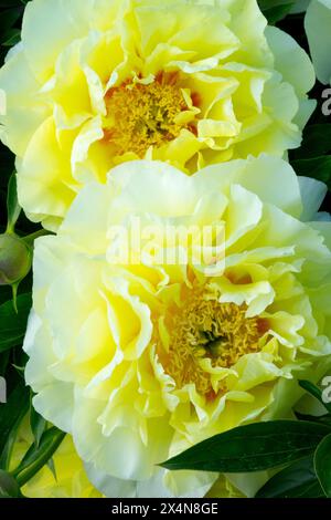 Paeonia 'Border Charm' Yellow Flowers Intersectional Itoh Peony Paeonia Hybrid Stock Photo