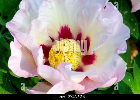 White Flower Head Paeonia 'Pastel Splendor' Intersectional Itoh Peony Paeonia Hybrid Stock Photo