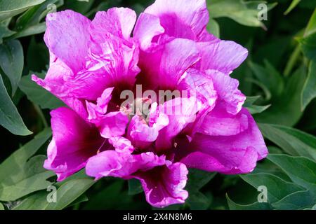 Paeonia 'Morning Lilac' Violet Purple Flower Itoh Peony Paeonia Hybrid Stock Photo