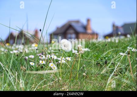 Dandelion seed head on grass Stock Photo