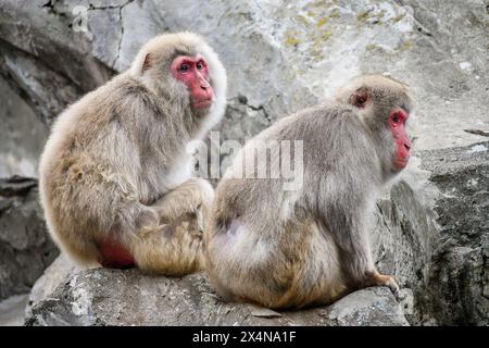 Japanese macaque at Ueno Zoo in Tokyo, Japan. Ueno Zoological Gardens is Japan's oldest zoo. Stock Photo