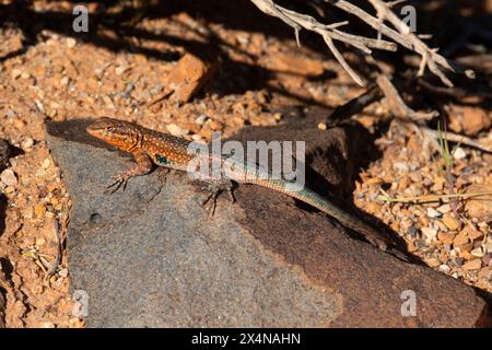 Western Side-blotched Lizard (Uta stansburiana elegans), Santa Clara River Reserve, Utah Stock Photo