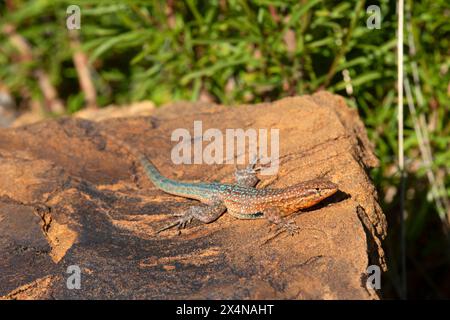 Western Side-blotched Lizard (Uta stansburiana elegans), Santa Clara River Reserve, Utah Stock Photo