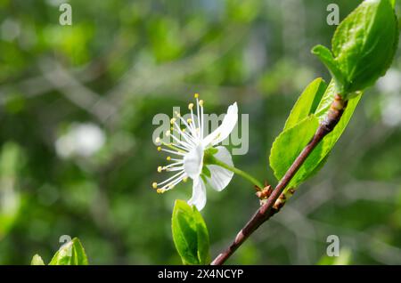 A white flower with yellow centers is on a green leaf. The flower is surrounded by green leaves and branches Stock Photo
