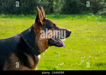 Side portrait of handsome large German Shepherd dog outdoors in the sunshine. Stock Photo