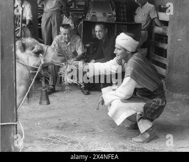 WILLIAM WYLER and producer SAM ZIMBALIST  watch as CHARLTON HESTON makes friends with a camel for a scene in BEN HUR 1959 Director WILLIAM WYLER Novel LEW WALLACE Music MIKLOS ROZSA Costume Design ELIZABETH HAFFENDEN Metro Goldwyn Mayer Stock Photo