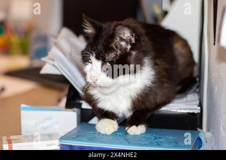 A small to mediumsized Felidae, known for its carnivorous diet, is resting on a stack of books. Its whiskers twitch as it gazes out the window, its ta Stock Photo