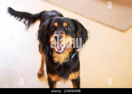 A large black and brown dog from the Sporting Group with its mouth open. This carnivorous companion dog has a long snout, whiskers, and a thick fur co Stock Photo