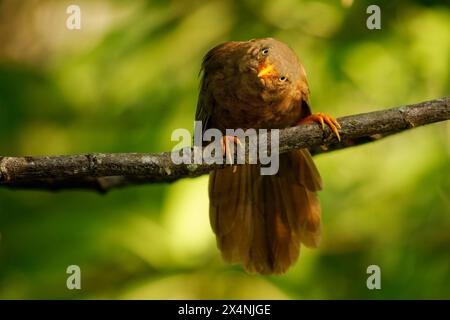 Yellow-billed babbler Argya or Turdoides affinis brown bird in Leiothrichidae endemic to India and Sri Lanka, Its habitat is scrub, cultivation and ga Stock Photo