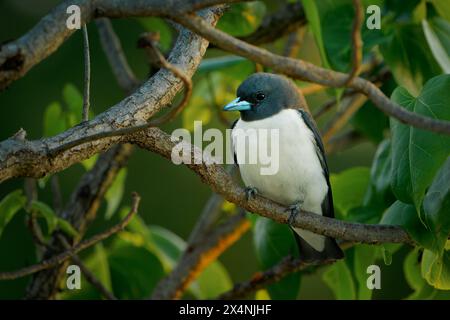 White-breasted woodswallow Artamus leucorynchus passerine bird in the jungle, breeds from Andaman Islands east through Indonesia and Australia, family Stock Photo