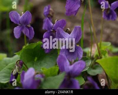 Closed up shot of Wood Violet flowers Stock Photo