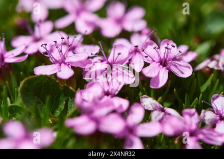 Moss campion (Silene acaulis) blooming in the mountains at Hochalpenstrasse, Pinzgau, Salzburg, Austria Stock Photo