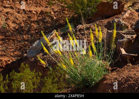 Desert prince's plume (Stanleya pinnata), Little Black Mountain Petroglyph Site, Arizona Strip Bureau of Land Management, Arizona Stock Photo