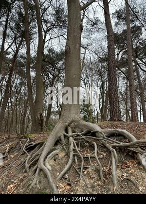 Beautiful tree with roots showing above ground in forest Stock Photo ...
