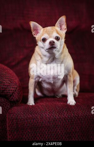 A small dog is sitting on a red couch. The dog is looking at the camera with a serious expression Stock Photo