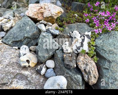 Rock garden with succulent plants in the garden Stock Photo