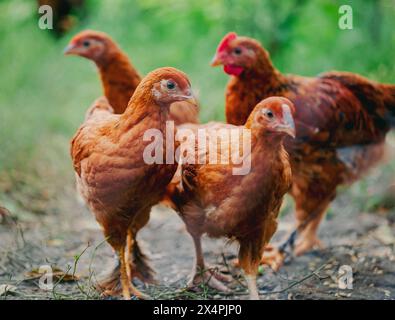 Flock of young brown chickens in a natural setting. Poultry farming and agriculture concept Stock Photo
