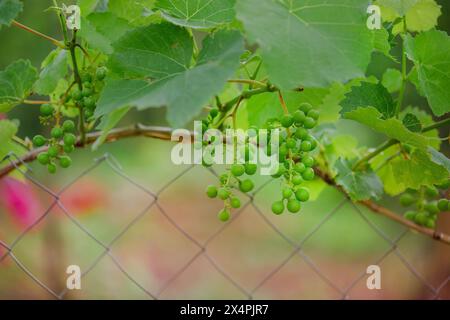 Young green grapevines growing on a fence with soft background. Viticulture and wine production concept Stock Photo