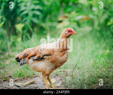 Flock of young brown chickens in a natural setting. Poultry farming and agriculture concept Stock Photo