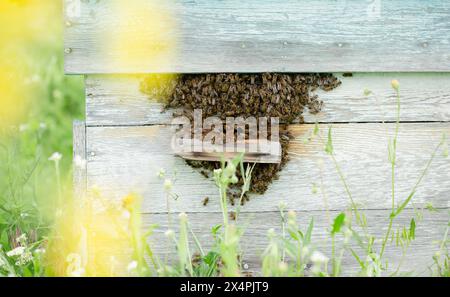 Active beehive on rustic wooden planks amidst lush greenery, with bees entering and exiting, on the background of a green garden Stock Photo