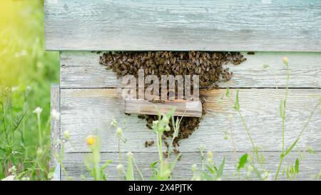 Active beehive on rustic wooden planks amidst lush greenery, with bees entering and exiting, on the background of a green garden Stock Photo