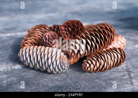 Dry fir cones on a wooden surface close-up. Stock Photo