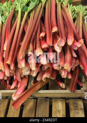 Close-up of a heap of organic cultivated red rhubarb stalks ready for sale at farmers market in spring. Stock Photo