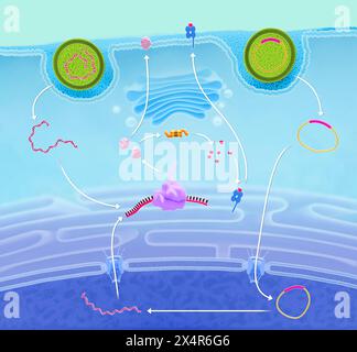 Dna Immunization Illustration of the DNA (deoxyribonucleic acid) vaccine (plasmid ...