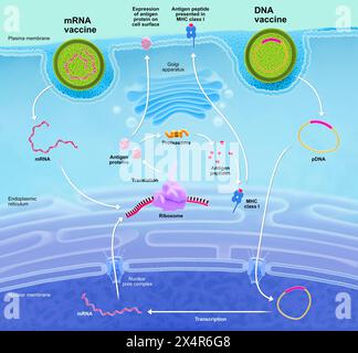 Illustration of the DNA (deoxyribonucleic acid) vaccine (plasmid ...