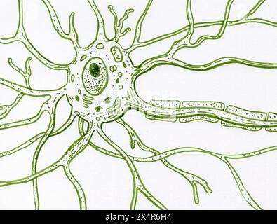 Illustration depicting the motor neuron cell, showing the cell body ...